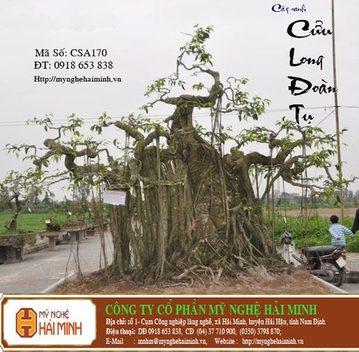 Cây sanh  - Cửu Long Đoàn Tụ - mã số CSA170